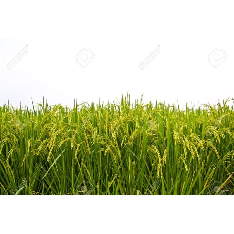 Bebida de arroz 300g