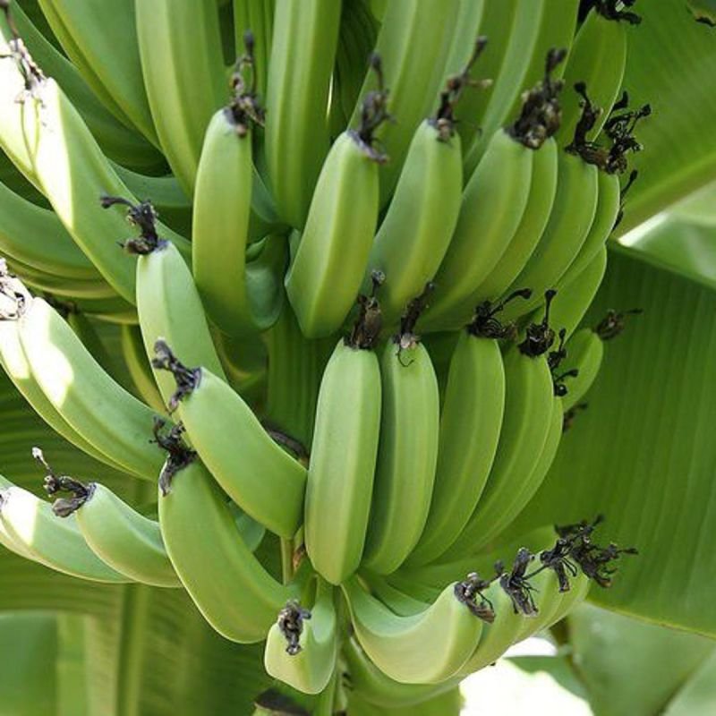 Farinha de Banana Verde 200g