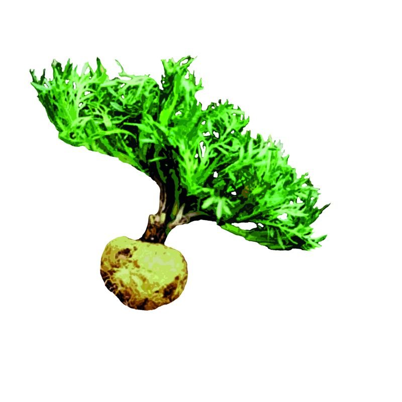 Maca Peruana em pó 150g