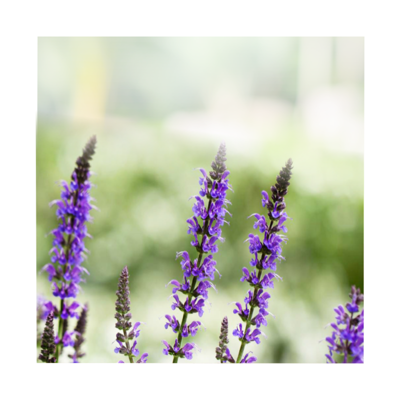 Semente de Chia 150g