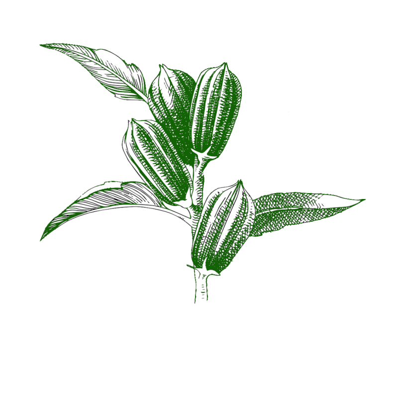 Semente de Gergelim Integral 120g