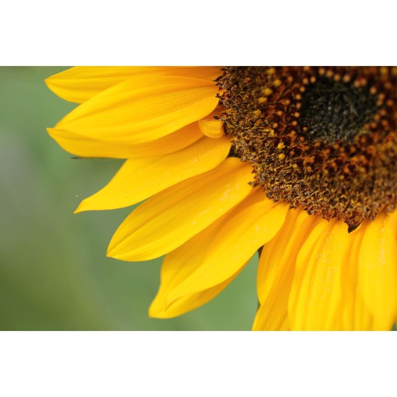 Semente de Girassol Descascada 120g