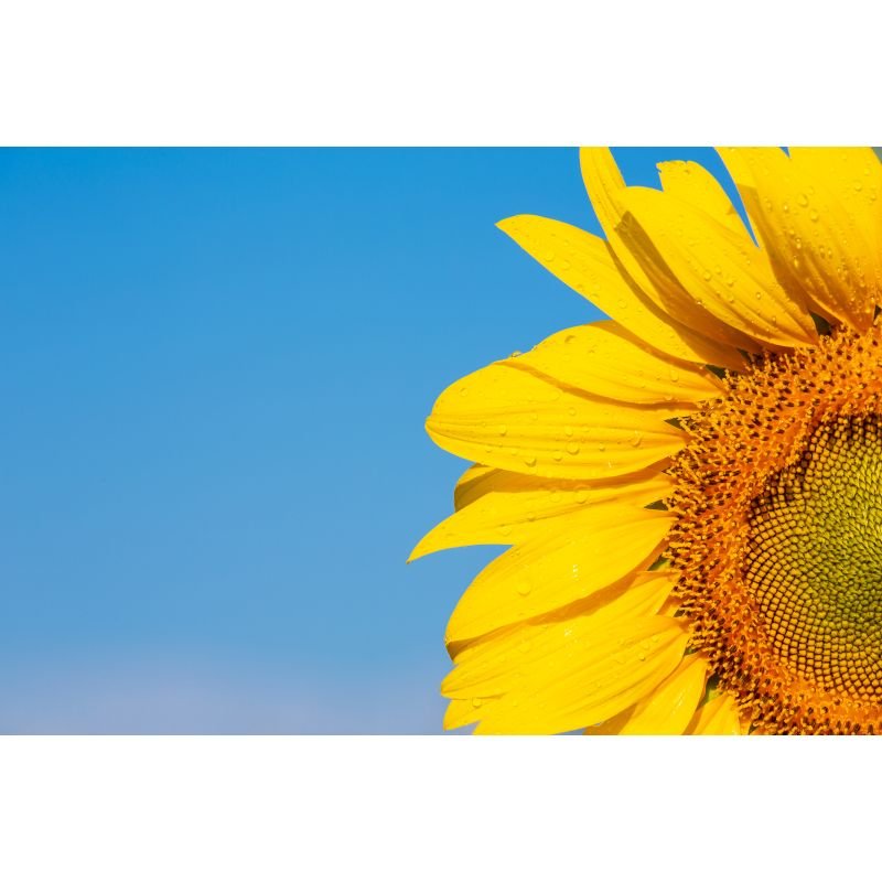 Semente de Girassol Descascada e Tostada 120g