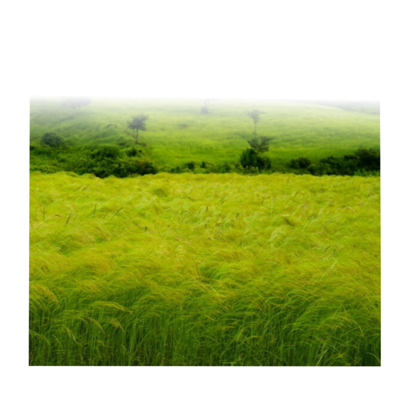 Semente de Teff 180g